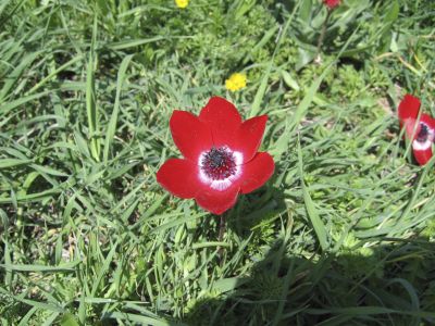 Poppy Close-Up
Sandie's Canon Powershot did a good job of capturing this poppy close-up.
