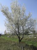 Aphrodisias-20060326-0416.jpg