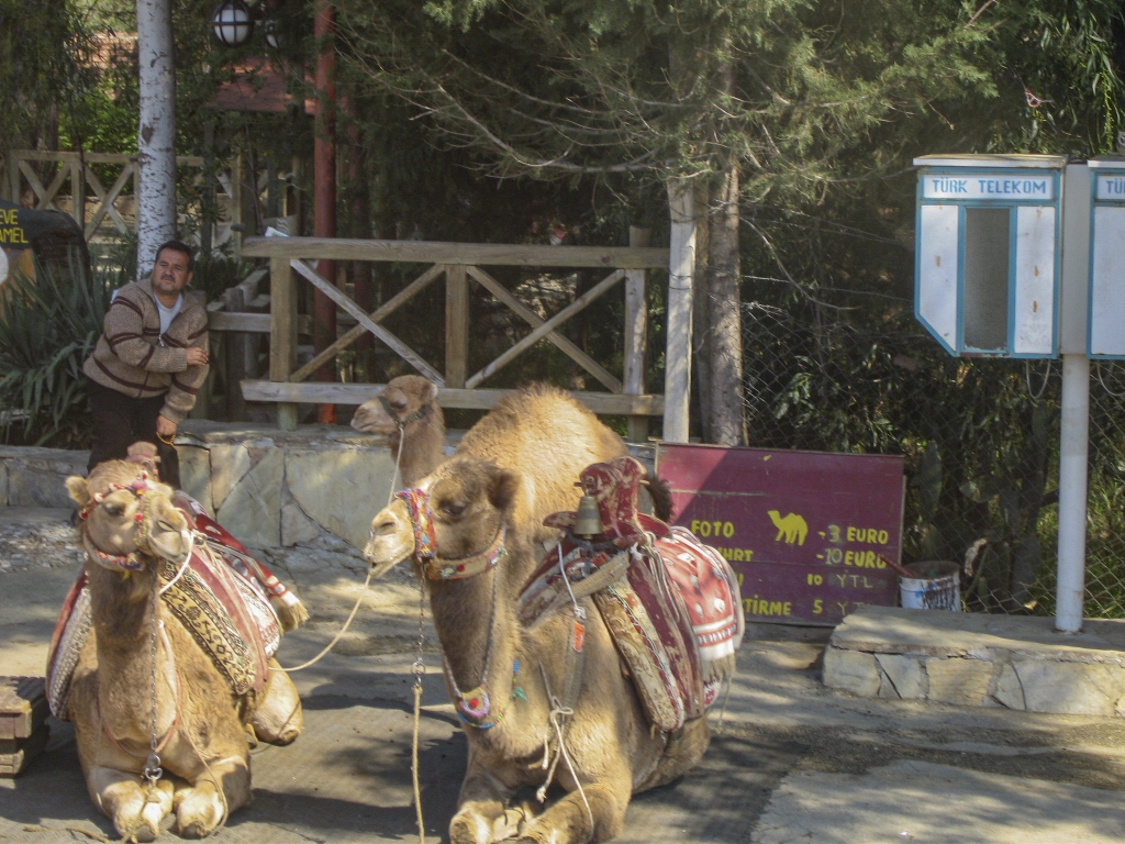 Camel Rides
In this case the "ride" was limited to sitting on the camel, which remained motionless, and having your picture taken.  We would have to wait until we went to Morocco, many years later, to take a real camel ride.
