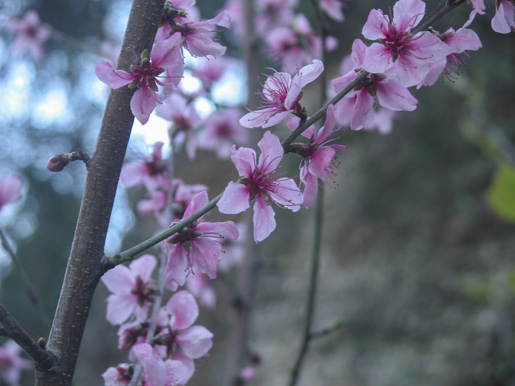 Blooms
Early spring (this was the end of March) is a great time to see flowers blooming on the Mediterranean coast of Turkey.
