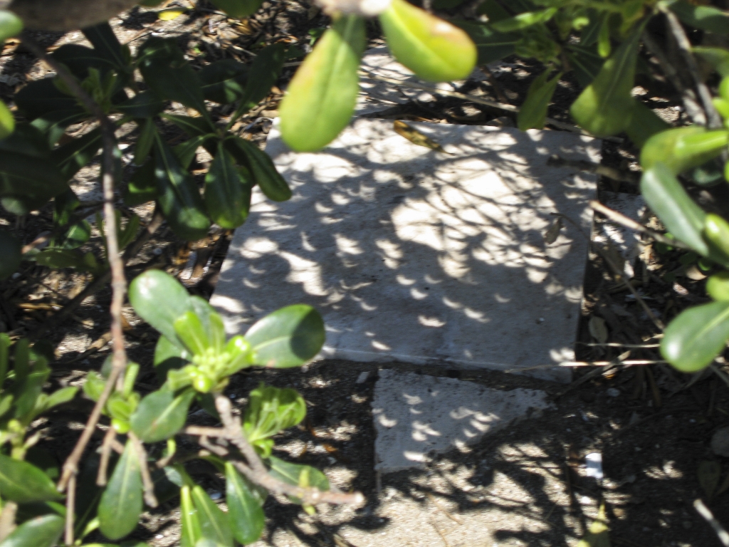 Botanical Optics
Someone cleverly hid a napkin or cloth square in the bushes to capture the little crescents produced by the moon-shaped sunlight being filtered through the foliaige
