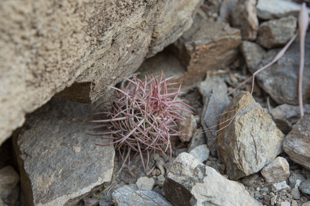 Needle Cactus
This cactus looks as if it consists entirely of curved pink needles all rolled up into a ball.
