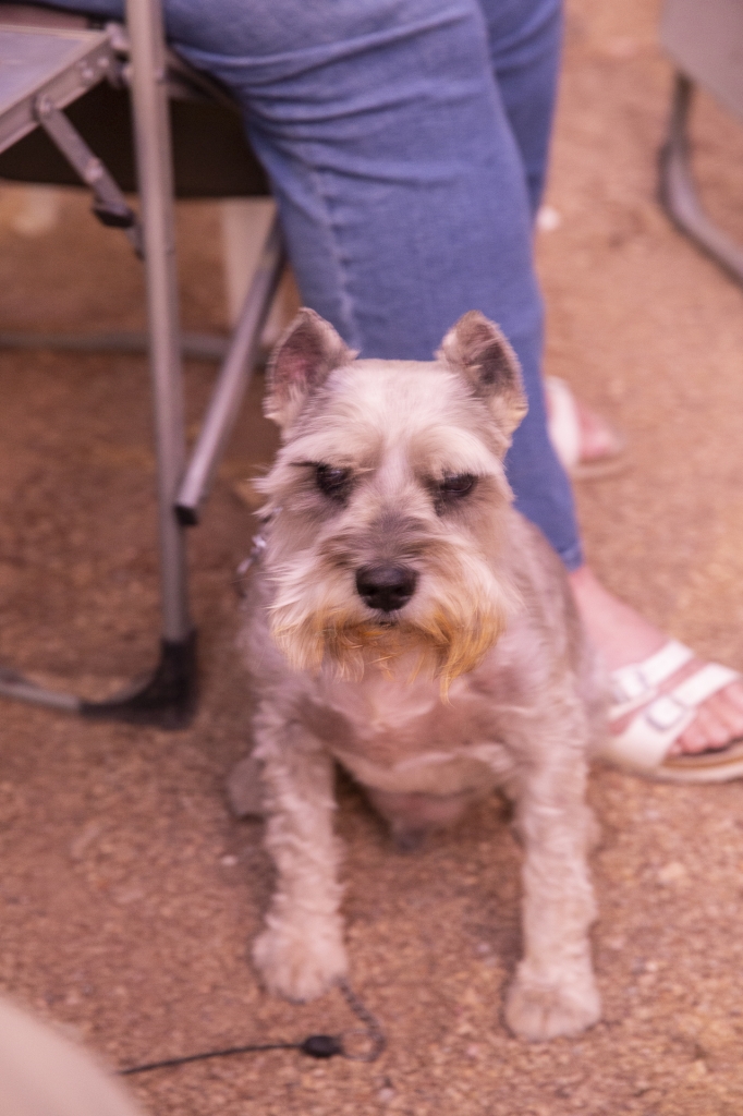 Jock the Wonder Dog
Sitting next to Diana outside our rooms at the Atomic Inn, Thursday evening, Oct. 24, 2019.
