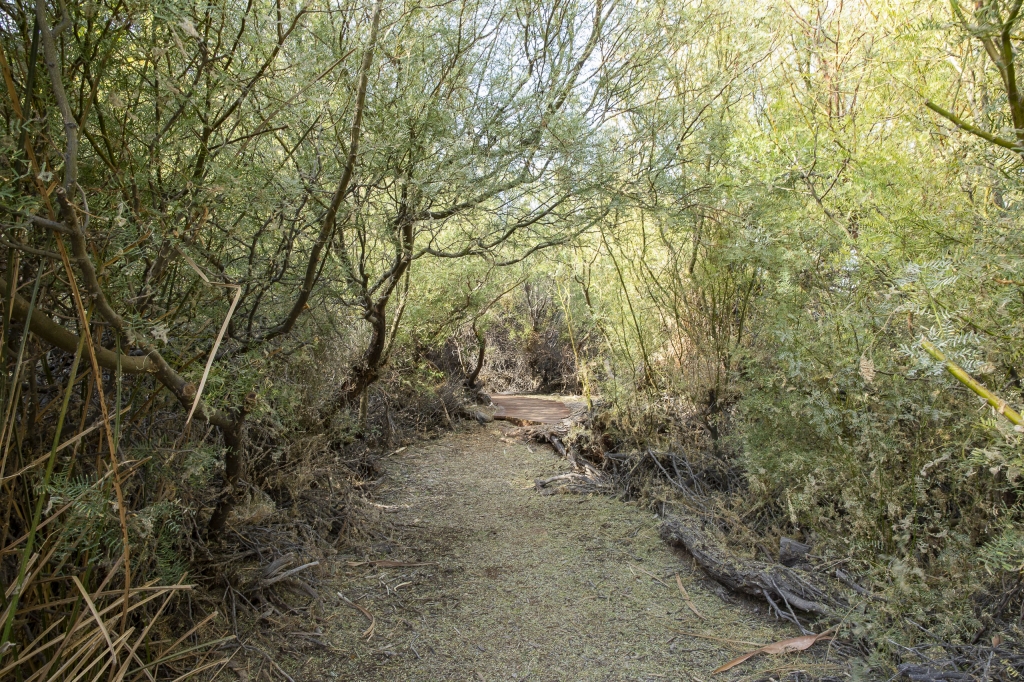 Shady Lane
As you go further in, the path widens and is kept cool and shady by overhanging vegetation.
