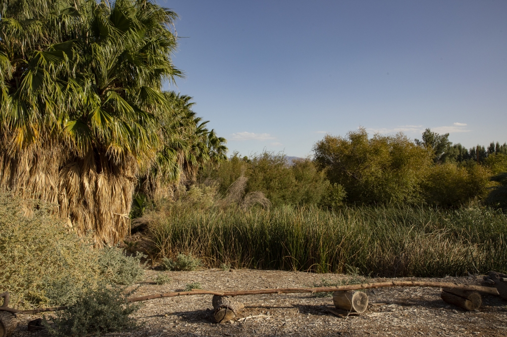 Oasis Flora
Reeds, palms, willows and other oasis vegetation populate the desert wetland biosphere.
