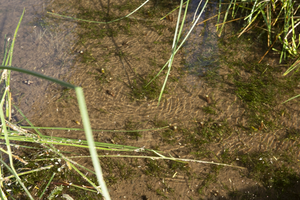Find the Fish
See how many Shoshone Pupfish you can find in this picture.
