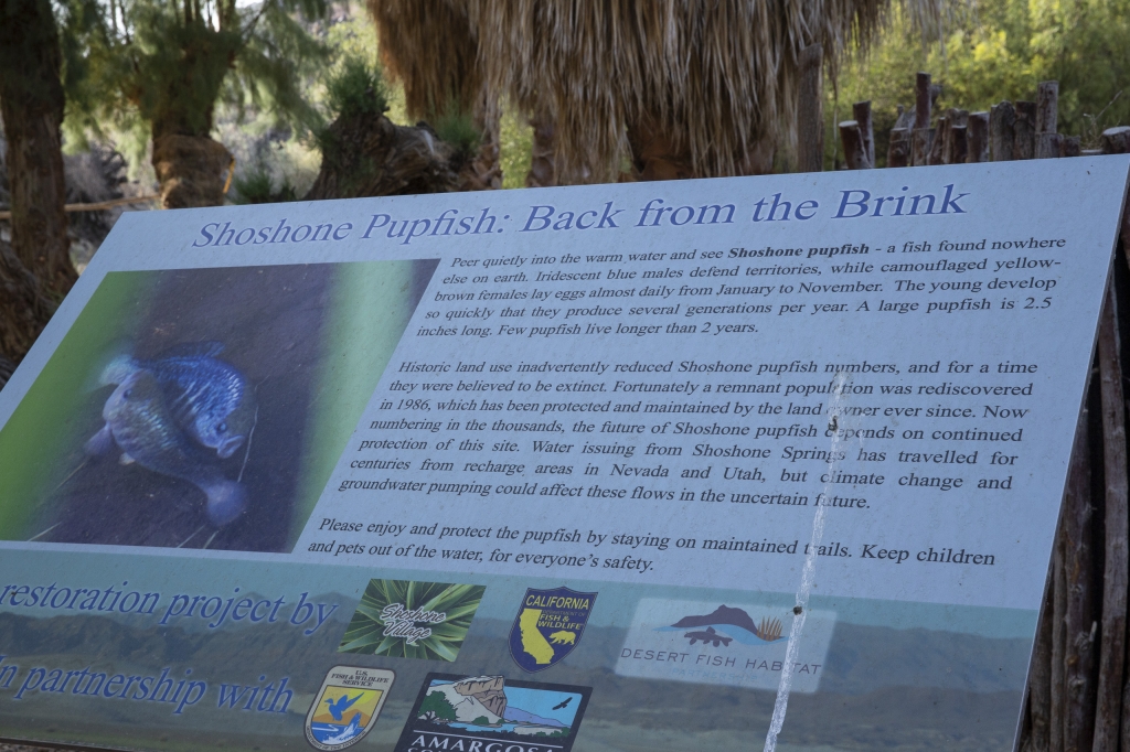 Pupfish Protective Zone; No Fishing
All about the Shoshone Pupfish.
