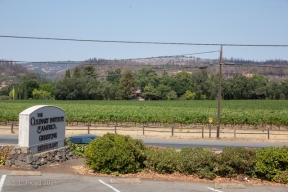 NapaValley-9823.jpg