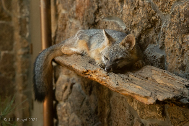 Gert the Grey Fox
A tree-climbing fox who was hired by the Museum in 2020 and has proven to be a big draw.  
