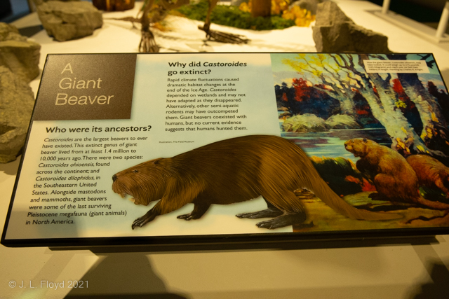 Beaver Behemoth
Castoroides was one of many megafauna to roam North America in the Pleistocene, sharing the landscape with mammoths, mastodons, and saber-tooth cats, who wound up gobbling up so many of the Castoroides that both went extinct.
