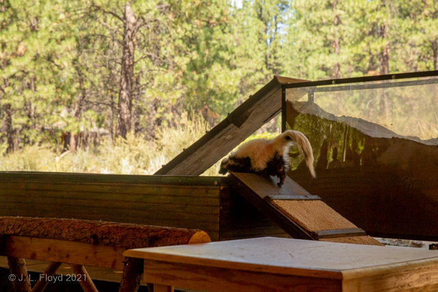 Bigelow the Badger
Bigelow trots up the ramps to the glass box where he will demonstrate his digging prowess.
