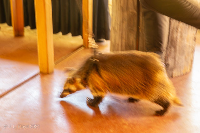 Blurry Badger
A bungled zoom shot of Bigelow the Badger as he circles back for another round of burrowing.  (Couldn't change the settings quickly enough to get the right ISO and shutter speed.)
