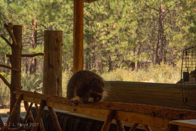 Poking along
Pokey the Porcupine ambles casually onto the stage, slouching his ungainly way toward his appointed post.
