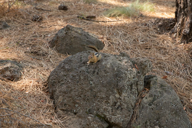 Rambling Rodent
Alvin the Chipmunk has returned to his natural habitat, from which he can safely observe the loony humans parading by.
