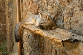 BendHighDesertMuseum-9942.jpg