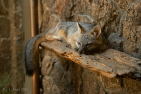 BendHighDesertMuseum-9943.jpg