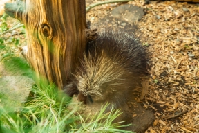 BendHighDesertMuseum-9948.jpg