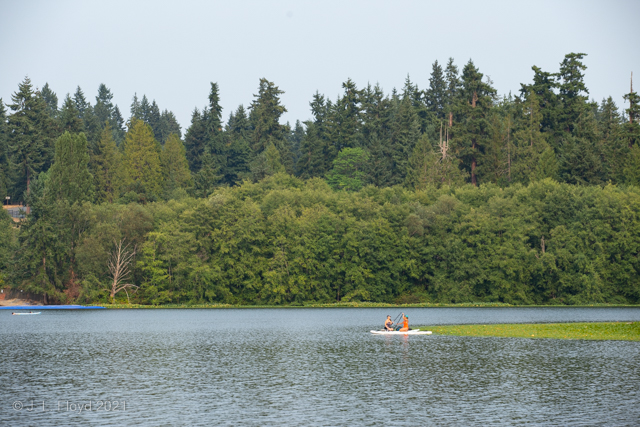 Boating Idyll
A kayaking couple leisurely drift around Lake Ballinger on a calm Saturday afternoon.
