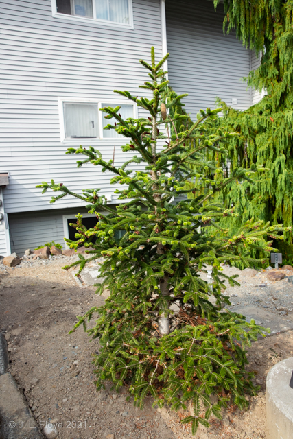 Home for Christmas
Nick and Jane's apartment complex comes with ready-made Christmas trees.
