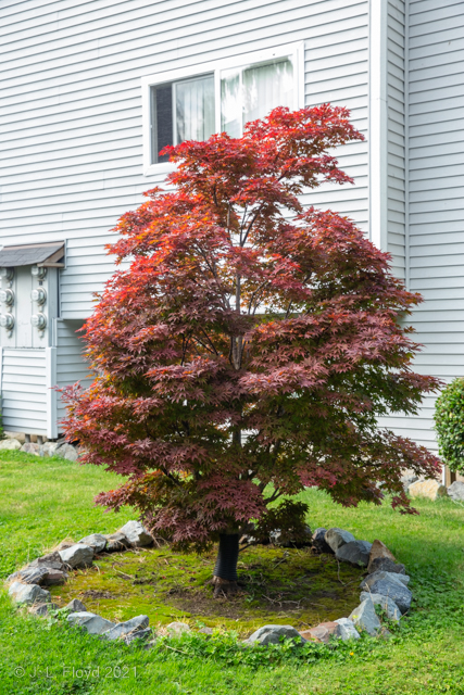 Japanese Maple
Disclaimer:  I'm no expert on trees, and I'm only guessing about the type; for all I know it could be a Red Ripoffarium; but in any case it's a very elegant little tree.
