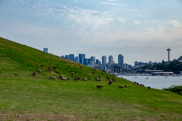 Goose Hill
Kite Hill got its name because it was a good place to fly kites from, but it should be renamed Goose Hill because  the Canada geese have taken it over.
