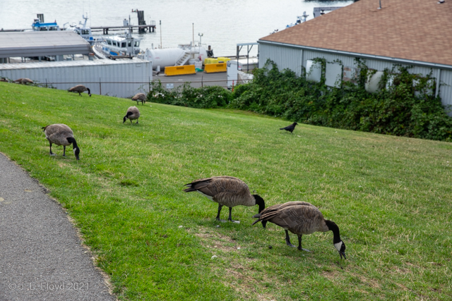 Canada Geese
These geese are the same ones who show up on the golf course near our house in the fall and spring.  The one in front is George, the next one is Georgia, the third is Geoff, then Glenda, and so on.
