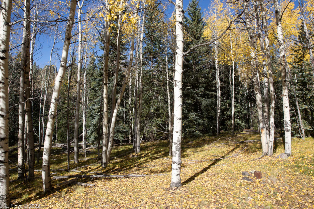 Cumbres & Toltec RR, Oct. 7, 2022
Cumbres & Toltec RR, Oct. 7, 2022
