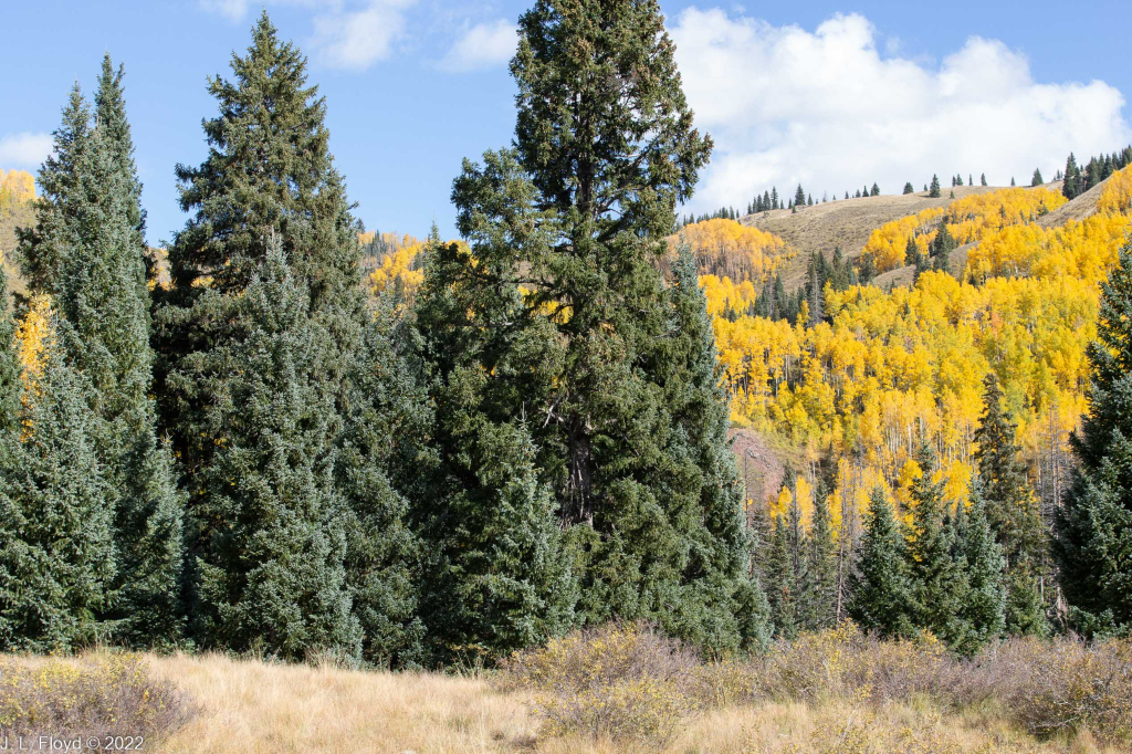 Cumbres & Toltec RR, Oct. 7, 2022
Cumbres & Toltec RR, Oct. 7, 2022
