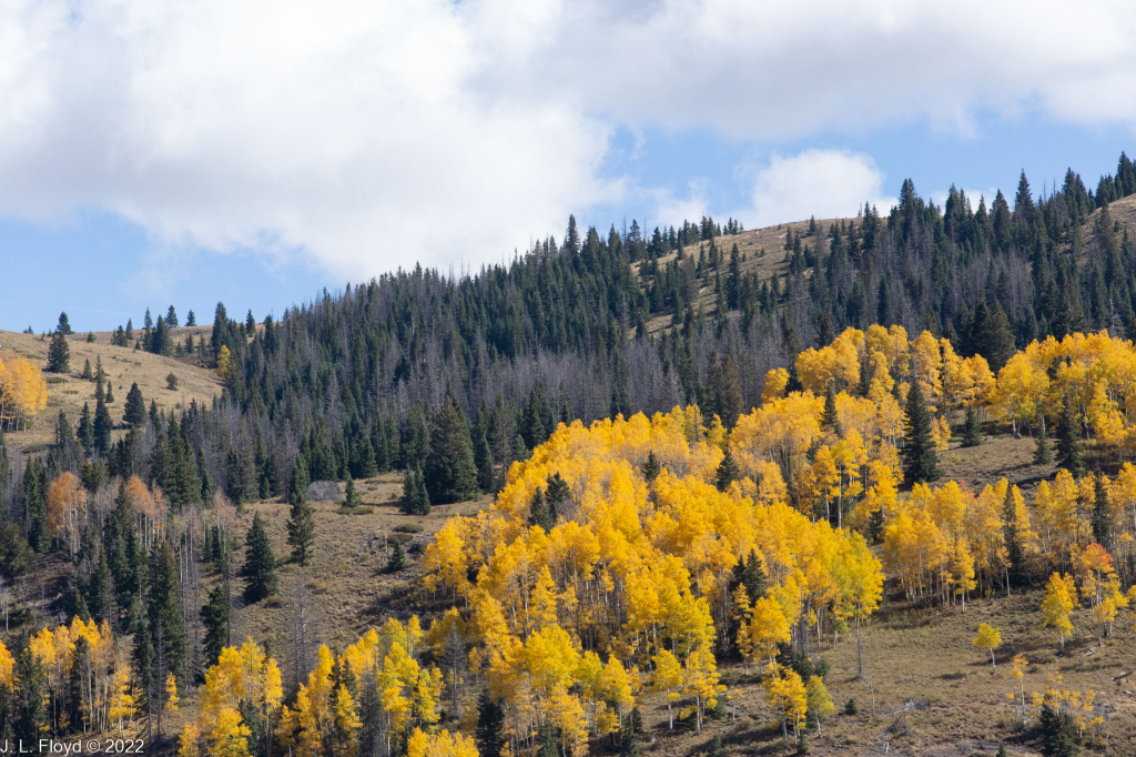 Cumbres & Toltec RR, Oct. 7, 2022
Cumbres & Toltec RR, Oct. 7, 2022

