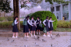 Schoolgirls feeding pigeons