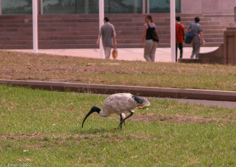 Australian White Ibis foraging in Hyde Park