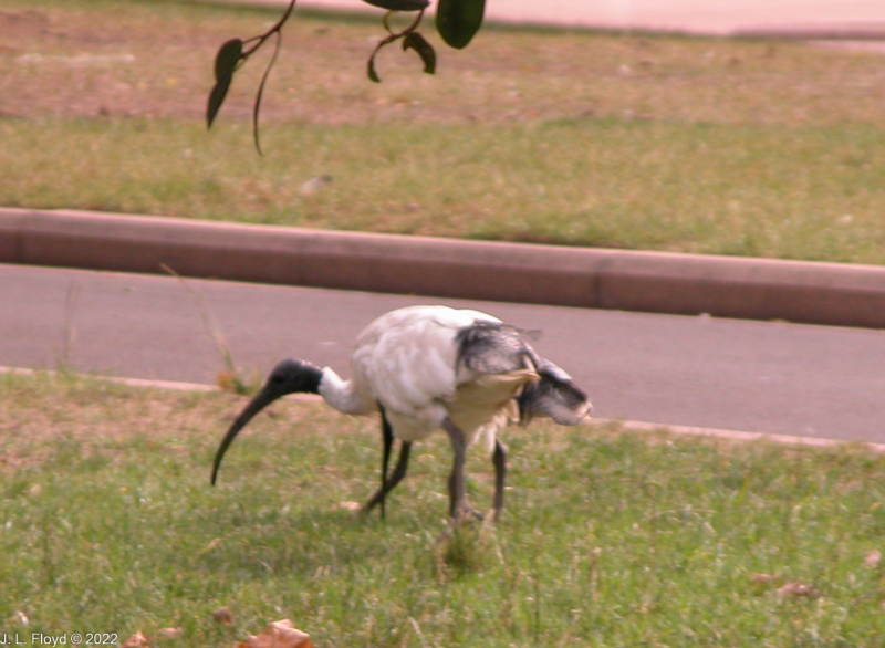 Australian White Ibis foraging in Hyde Park