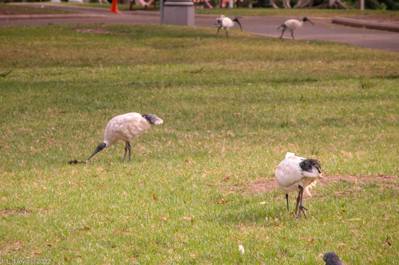 Australian White Ibis foraging in Hyde Park