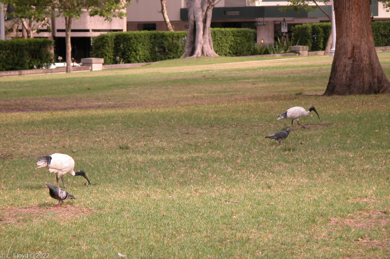 Australian White Ibis and pigeons in Hyde Park