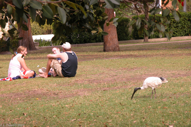 Australian White Ibis and humans in Hyde Park