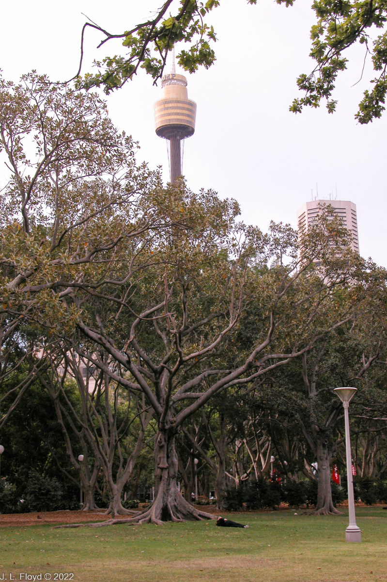 A large, fine tree in Hyde Park, with Sydney Tower towering over it in the background.