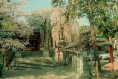 Teahouse in Isuien Garden