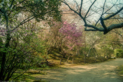 Issuien Garden pathway