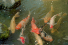 Koi pond close-up