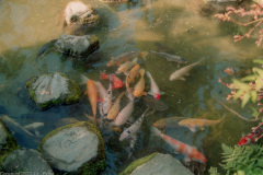 Koi pond in Isuien Garden