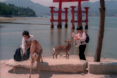 Feeding the Itsukushima deer