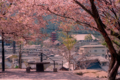 Toyokuni Shrine 5-story pagoda