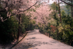 Rustic lane with cherry blossoms