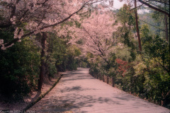 Cherry blossom lane