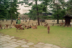 Sacred deer in Nara Park