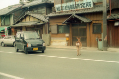 Deer Jaywalking