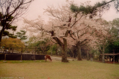 Deer grazing on cherry blossoms