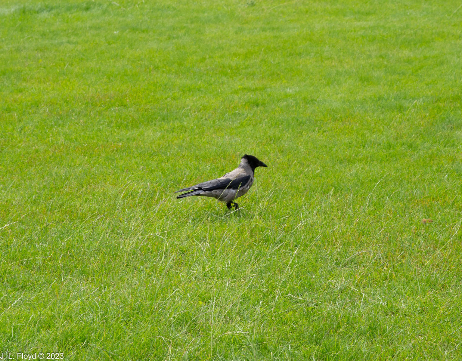 Hungarian National Bird? Hungarian National Bird?