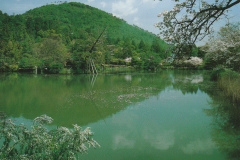 Kyoyochi Pond at Ryoanji Temple