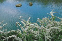 Spiraea thunbergii